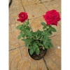 Cây Hoa Hồng Nhung - Cây Cảnh Để Bàn Giá Ưu Đãi 55.000đ, Sang Trọng Dễ Trồng 9