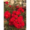 Cây hoa Hồng Red Fairy - Đỏ rực, đẹp lung linh, chỉ 58.500₫ - Giao nhanh
