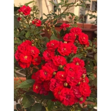 Cây hoa Hồng Red Fairy - Đỏ rực, đẹp lung linh, chỉ 58.500₫ - Giao nhanh 1 Cây hoa Hồng Red Fairy - Đỏ rực, đẹp lung linh, chỉ 58.500₫ - Giao nhanh 1