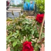 Cây hoa hồng Tezza đỏ tươi siêu hoa, siêu nụ - Dễ trồng, giá ưu đãi 135k 3