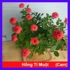 Cây Hoa Hồng Tỉ Muội Cam - Cây cảnh để bàn sang trọng, giá chỉ 78.000₫