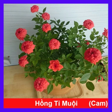 Cây Hoa Hồng Tỉ Muội Cam - Cây cảnh để bàn sang trọng, giá chỉ 78.000₫