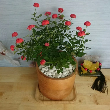 Cây Hoa Hồng Tỉ Muội Cam - Cây cảnh để bàn sang trọng, giá chỉ 78.000₫