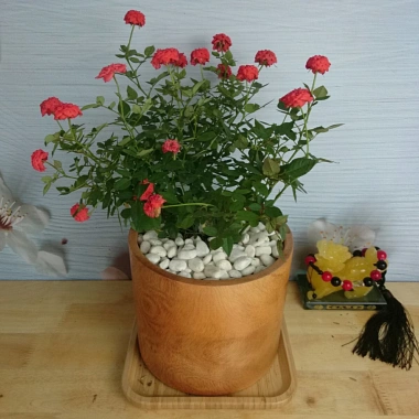 Cây Hoa Hồng Tỉ Muội Cam - Cây cảnh để bàn sang trọng, giá chỉ 78.000₫
