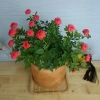 Cây Hoa Hồng Tỉ Muội Cam - Cây cảnh để bàn sang trọng, giá chỉ 78.000₫ 5
