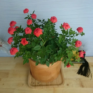 Cây Hoa Hồng Tỉ Muội Cam - Cây cảnh để bàn sang trọng, giá chỉ 78.000₫