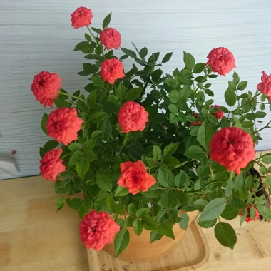 Cây Hoa Hồng Tỉ Muội Cam - Cây cảnh để bàn sang trọng, giá chỉ 78.000₫