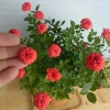 Cây Hoa Hồng Tỉ Muội Cam - Cây cảnh để bàn sang trọng, giá chỉ 78.000₫ 7