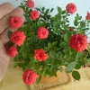 Cây Hoa Hồng Tỉ Muội Cam - Cây cảnh để bàn sang trọng, giá chỉ 78.000₫ 8