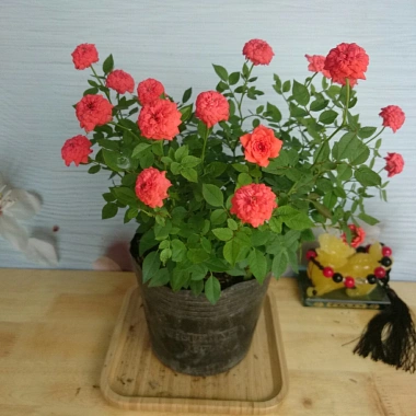 Cây Hoa Hồng Tỉ Muội Cam - Cây cảnh để bàn sang trọng, giá chỉ 78.000₫