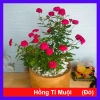 Cây Hoa Hồng Tỉ Muội Đỏ - Cây Cảnh Để Bàn Giá Ưu Đãi 78.000, Thân Thời Trang