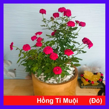 Cây Hoa Hồng Tỉ Muội Đỏ - Cây Cảnh Để Bàn Giá Ưu Đãi 78.000, Thân Thời Trang