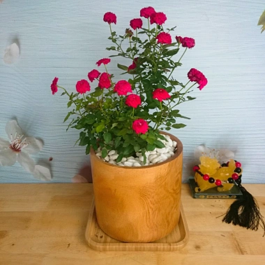 Cây Hoa Hồng Tỉ Muội Đỏ - Cây Cảnh Để Bàn Giá Ưu Đãi 78.000, Thân Thời Trang 2 Cây Hoa Hồng Tỉ Muội Đỏ - Cây Cảnh Để Bàn Giá Ưu Đãi 78.000, Thân Thời Trang 2
