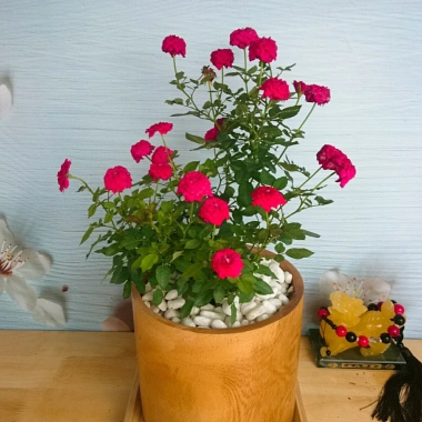 Cây Hoa Hồng Tỉ Muội Đỏ - Cây Cảnh Để Bàn Giá Ưu Đãi 78.000, Thân Thời Trang 6 Cây Hoa Hồng Tỉ Muội Đỏ - Cây Cảnh Để Bàn Giá Ưu Đãi 78.000, Thân Thời Trang 6