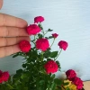 Cây Hoa Hồng Tỉ Muội Đỏ - Cây Cảnh Để Bàn Giá Ưu Đãi 78.000, Thân Thời Trang 7