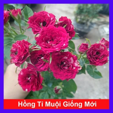 Cây Hoa Hồng Tỉ Muội Giống Mới - Cây Cảnh Đẹp Sân Vườn, Giá Ưu Đãi 55.000 VND