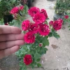 Cây Hoa Hồng Tỉ Muội Giống Mới - Cây Cảnh Đẹp Sân Vườn, Giá Ưu Đãi 55.000 VND 2