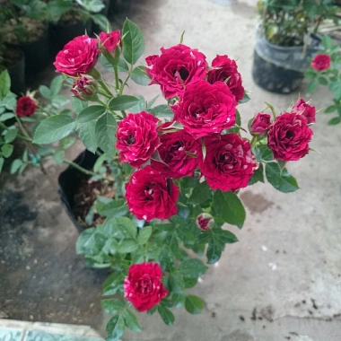 Cây Hoa Hồng Tỉ Muội Giống Mới - Cây Cảnh Đẹp Sân Vườn, Giá Ưu Đãi 55.000 VND