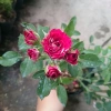 Cây Hoa Hồng Tỉ Muội Giống Mới - Cây Cảnh Đẹp Sân Vườn, Giá Ưu Đãi 55.000 VND 4