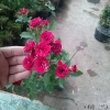 Cây Hoa Hồng Tỉ Muội Giống Mới - Cây Cảnh Đẹp Sân Vườn, Giá Ưu Đãi 55.000 VND 5