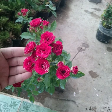 Cây Hoa Hồng Tỉ Muội Giống Mới - Cây Cảnh Đẹp Sân Vườn, Giá Ưu Đãi 55.000 VND