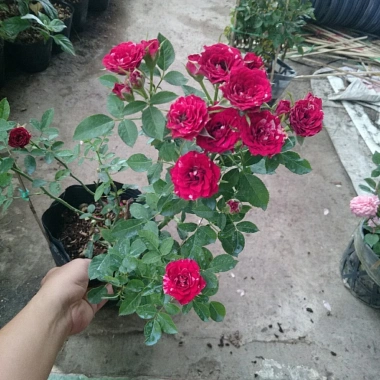 Cây Hoa Hồng Tỉ Muội Giống Mới - Cây Cảnh Đẹp Sân Vườn, Giá Ưu Đãi 55.000 VND