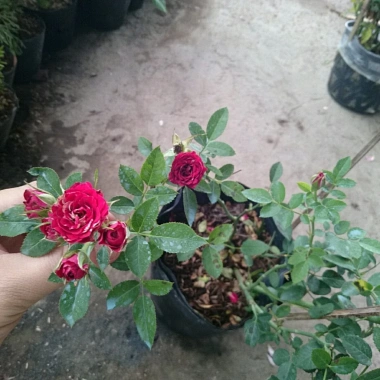 Cây Hoa Hồng Tỉ Muội Giống Mới - Cây Cảnh Đẹp Sân Vườn, Giá Ưu Đãi 55.000 VND