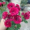 Cây Hoa Hồng Tỉ Muội Giống Mới - Cây Cảnh Đẹp Sân Vườn, Giá Ưu Đãi 55.000 VND 9
