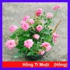 Cây Hoa Hồng Tỉ Muội Hồng - Cây Cảnh Để Bàn Giá 55.000₫, Sang Trọng, Dễ Trồng