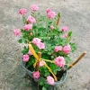 Cây Hoa Hồng Tỉ Muội Hồng - Cây Cảnh Để Bàn Giá 55.000₫, Sang Trọng, Dễ Trồng 2