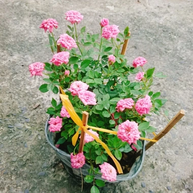 Cây Hoa Hồng Tỉ Muội Hồng - Cây Cảnh Để Bàn Giá 55.000₫, Sang Trọng, Dễ Trồng