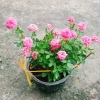 Cây Hoa Hồng Tỉ Muội Hồng - Cây Cảnh Để Bàn Giá 55.000₫, Sang Trọng, Dễ Trồng 4