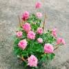 Cây Hoa Hồng Tỉ Muội Hồng - Cây Cảnh Để Bàn Giá 55.000₫, Sang Trọng, Dễ Trồng 5