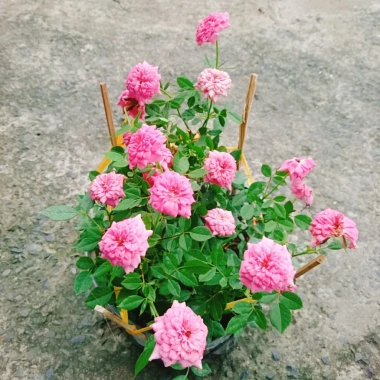 Cây Hoa Hồng Tỉ Muội Hồng - Cây Cảnh Để Bàn Giá 55.000₫, Sang Trọng, Dễ Trồng