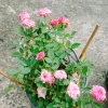 Cây Hoa Hồng Tỉ Muội Hồng - Cây Cảnh Để Bàn Giá 55.000₫, Sang Trọng, Dễ Trồng 7