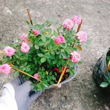 Cây Hoa Hồng Tỉ Muội Hồng - Cây Cảnh Để Bàn Giá 55.000₫, Sang Trọng, Dễ Trồng