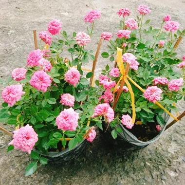Cây Hoa Hồng Tỉ Muội Hồng - Cây Cảnh Để Bàn Giá 55.000₫, Sang Trọng, Dễ Trồng