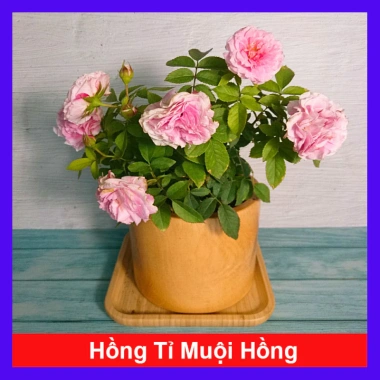 Cây Hoa Hồng Tỉ Muội Hồng Giống Mới - Cây Cảnh Để Bàn Giá Ưu Đãi 76.000đ