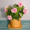 Cây Hoa Hồng Tỉ Muội Hồng Giống Mới - Cây Cảnh Để Bàn Giá Ưu Đãi 76.000đ 2
