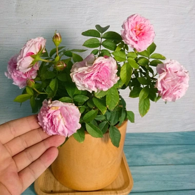 Cây Hoa Hồng Tỉ Muội Hồng Giống Mới - Cây Cảnh Để Bàn Giá Ưu Đãi 76.000đ