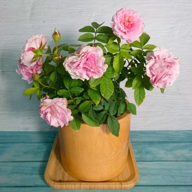 Cây Hoa Hồng Tỉ Muội Hồng Giống Mới - Cây Cảnh Để Bàn Giá Ưu Đãi 76.000đ 5 Cây Hoa Hồng Tỉ Muội Hồng Giống Mới - Cây Cảnh Để Bàn Giá Ưu Đãi 76.000đ 5