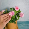 Cây Hoa Hồng Tỉ Muội Hồng Giống Mới - Cây Cảnh Để Bàn Giá Ưu Đãi 76.000đ 7