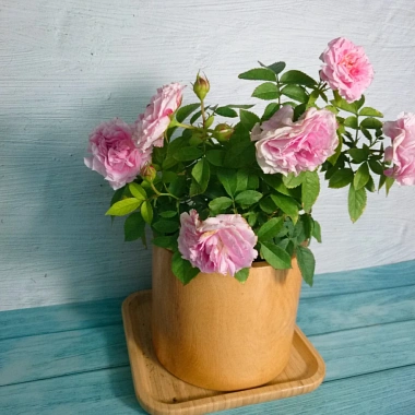 Cây Hoa Hồng Tỉ Muội Hồng Giống Mới - Cây Cảnh Để Bàn Giá Ưu Đãi 76.000đ