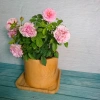 Cây Hoa Hồng Tỉ Muội Hồng Giống Mới - Cây Cảnh Để Bàn Giá Ưu Đãi 76.000đ 9