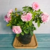 Cây Hoa Hồng Tỉ Muội Hồng Giống Mới - Cây Cảnh Để Bàn Giá Ưu Đãi 76.000đ 10