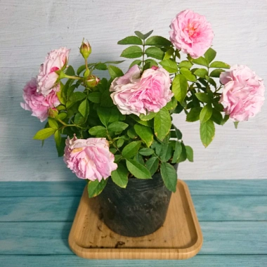 Cây Hoa Hồng Tỉ Muội Hồng Giống Mới - Cây Cảnh Để Bàn Giá Ưu Đãi 76.000đ 10 Cây Hoa Hồng Tỉ Muội Hồng Giống Mới - Cây Cảnh Để Bàn Giá Ưu Đãi 76.000đ 10
