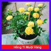Cây Hoa Hồng Tỉ Muội Vàng - Cây Cảnh Để Bàn Giá 55k Giảm Giá, Nở Đẹp, Dễ Trồng