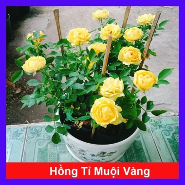 Cây Hoa Hồng Tỉ Muội Vàng - Cây Cảnh Để Bàn Giá 55k Giảm Giá, Nở Đẹp, Dễ Trồng
