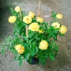 Cây Hoa Hồng Tỉ Muội Vàng - Cây Cảnh Để Bàn Giá 55k Giảm Giá, Nở Đẹp, Dễ Trồng 2