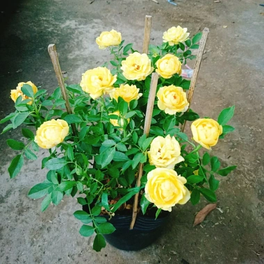 Cây Hoa Hồng Tỉ Muội Vàng - Cây Cảnh Để Bàn Giá 55k Giảm Giá, Nở Đẹp, Dễ Trồng